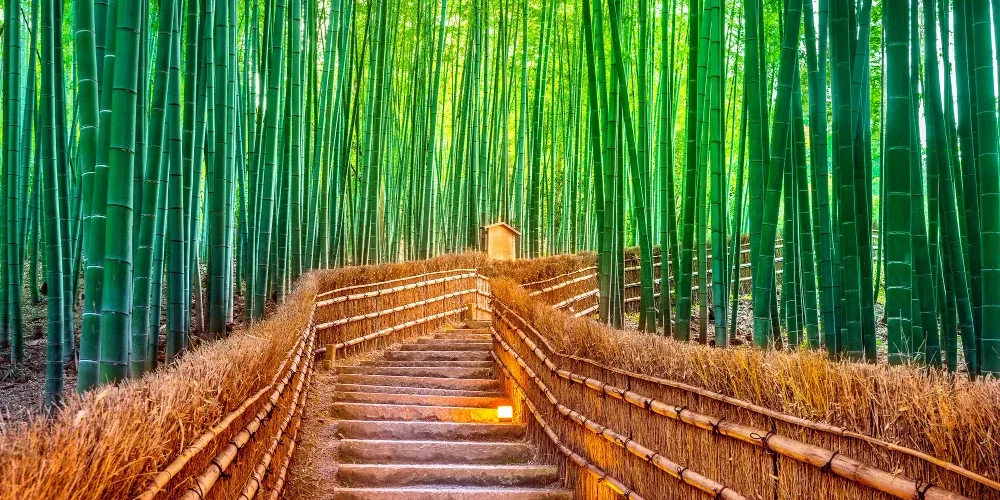 Los beneficios del desarrollo de la conciencia en tu bienestar