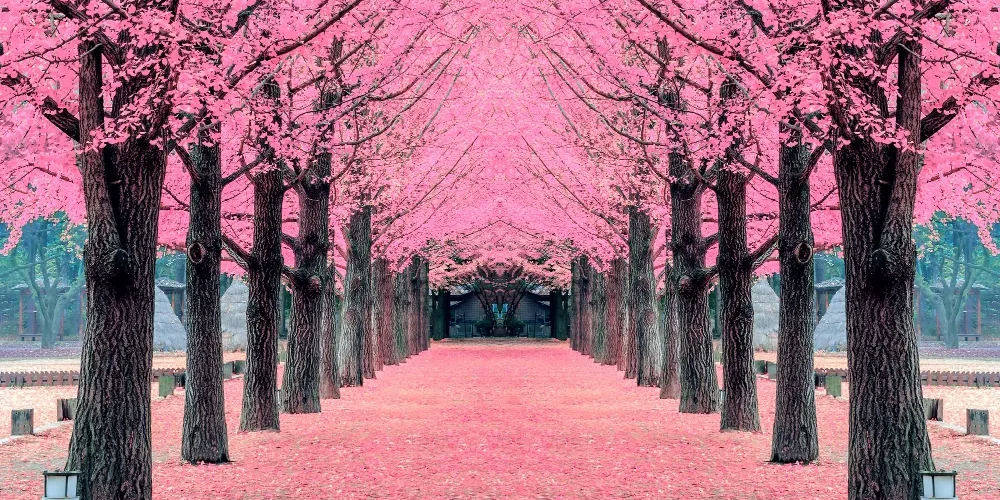 Sanador energético online: Eleva tu bienestar